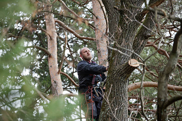 Best Commercial Tree Removal  in USA